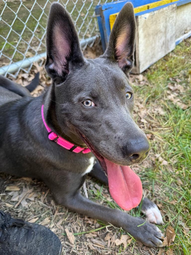 Navy, a ADOPTABLE mixed breed in Amery, WI image 3/3