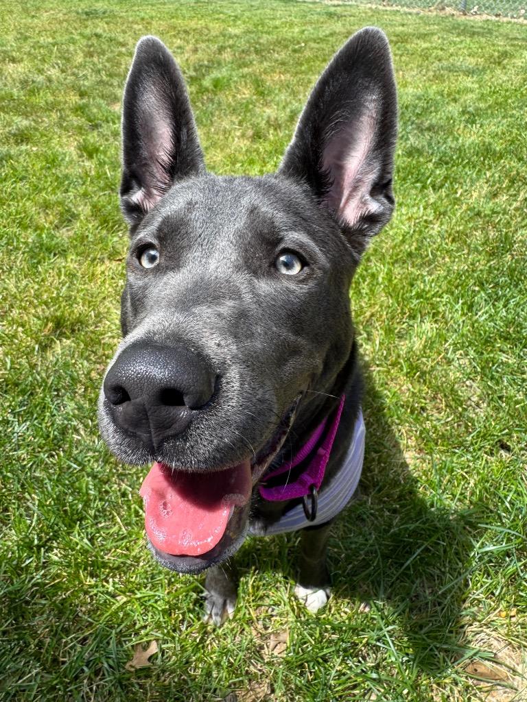 Navy, a ADOPTABLE mixed breed in Amery, WI image 1/3
