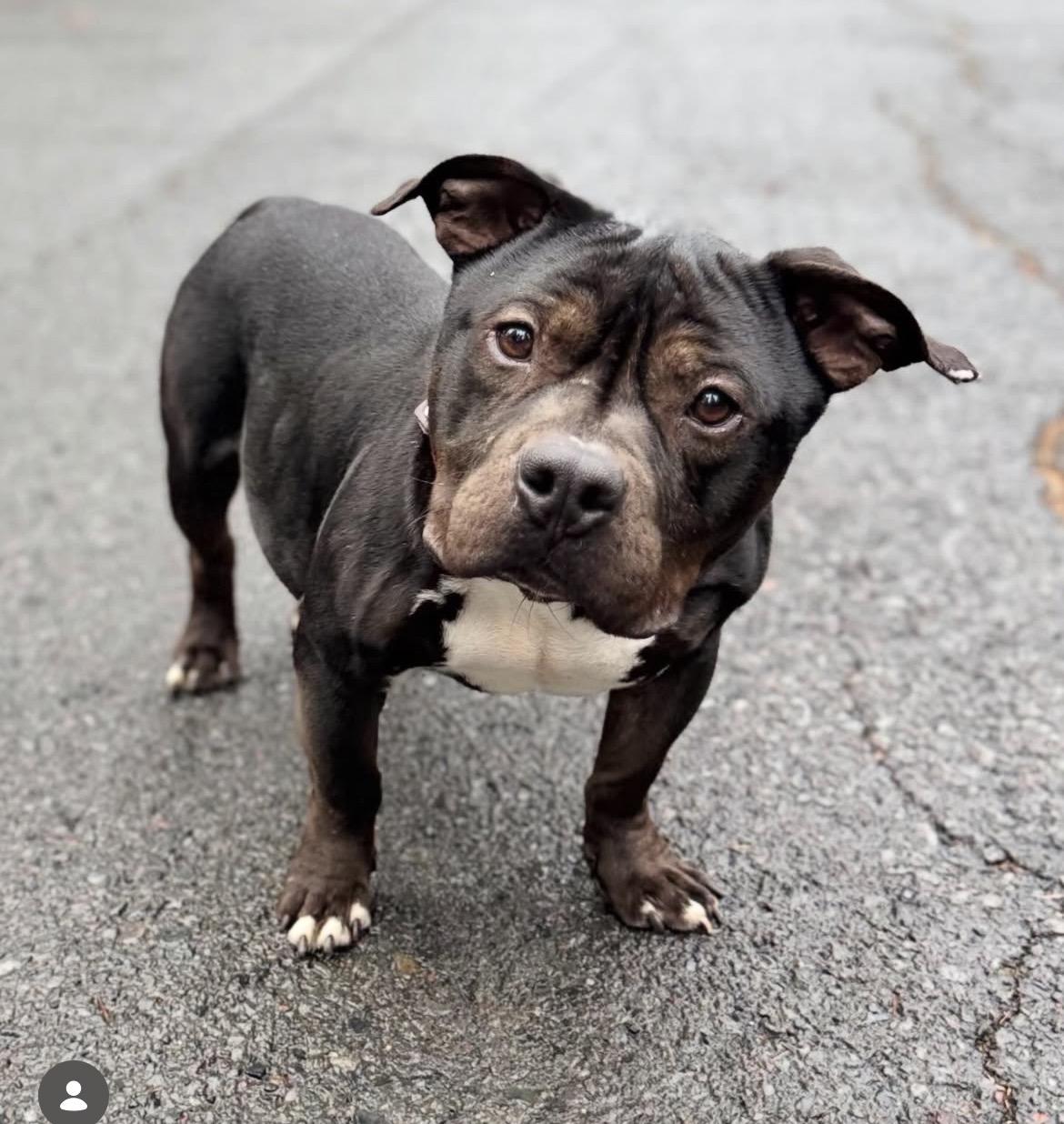Enlarge Banjo , an adopted Pit Bull Terrier in Powell Butte, OR image 1/4