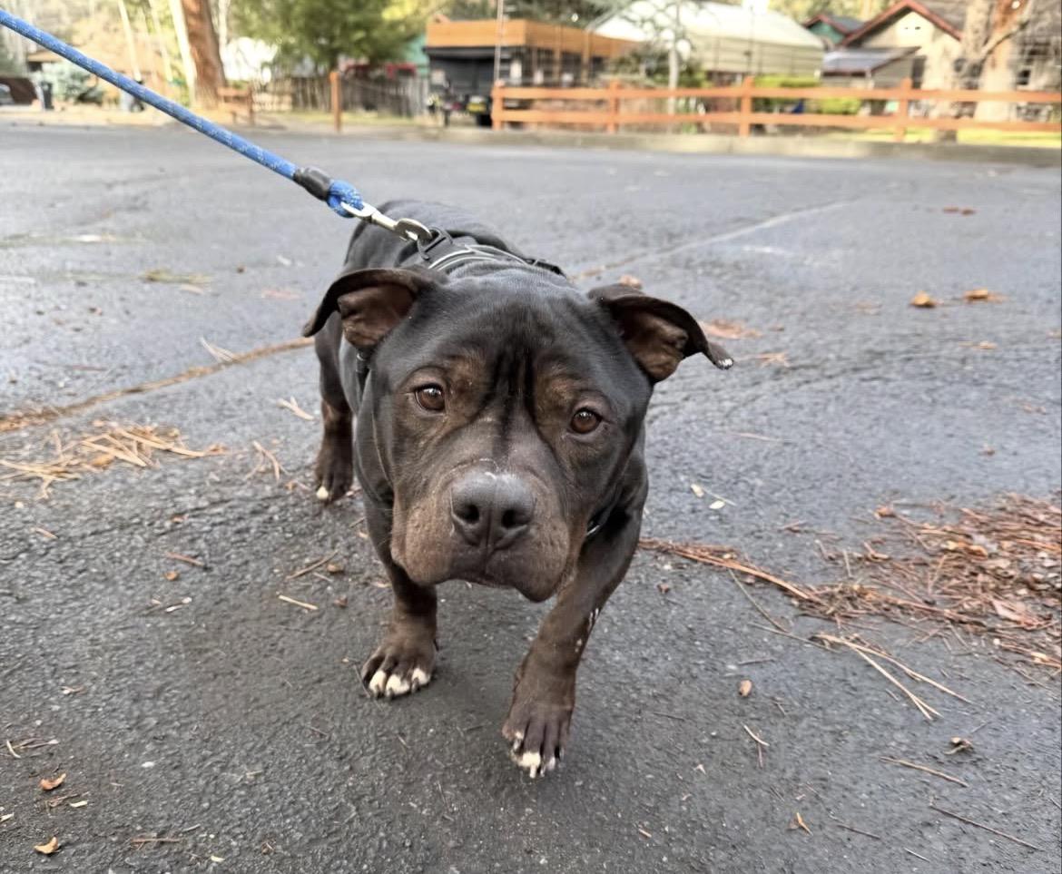 Enlarge Banjo , an adopted Pit Bull Terrier in Powell Butte, OR image 4/4