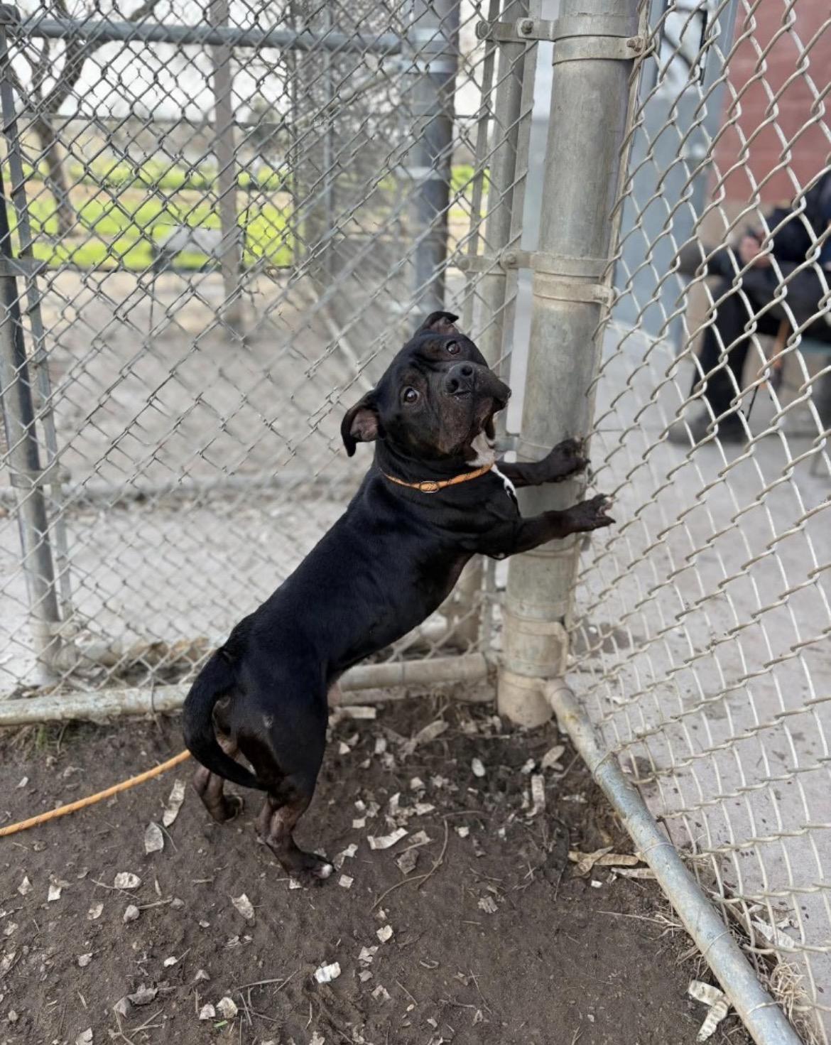 Banjo , ADOPTABLE, Adult Male Pit Bull Terrier.