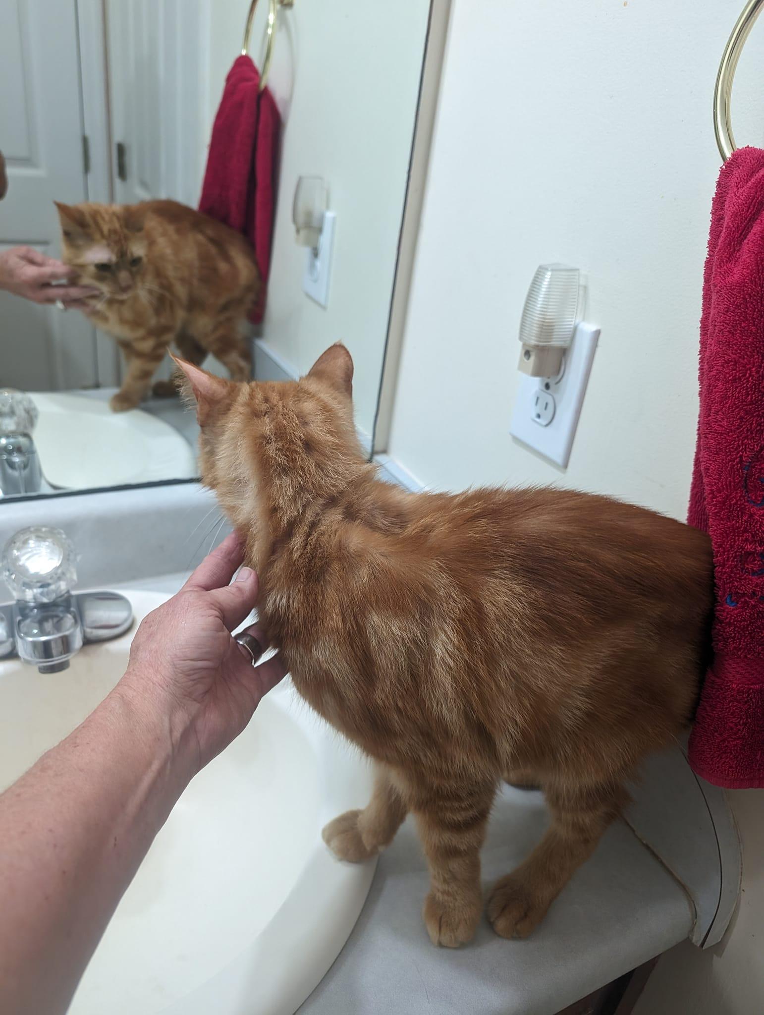 CALEB, Adopted, Adult Male Tabby.