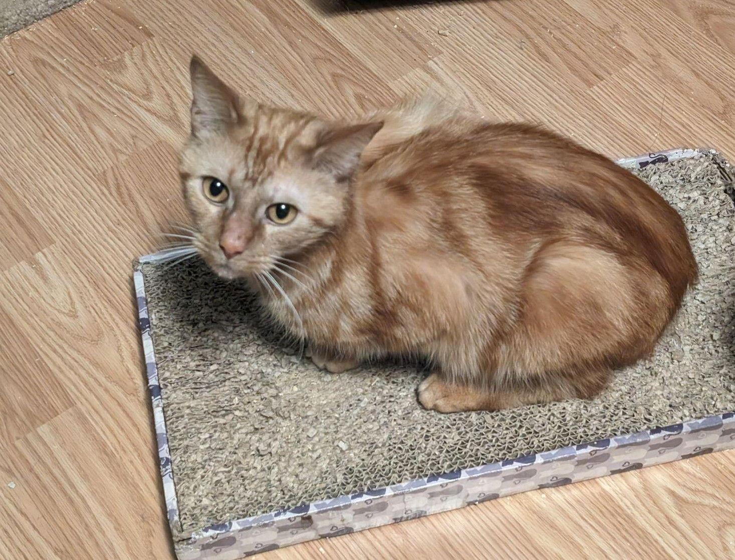 CALEB, a Adopted Tabby in Capshaw, AL image 1/3