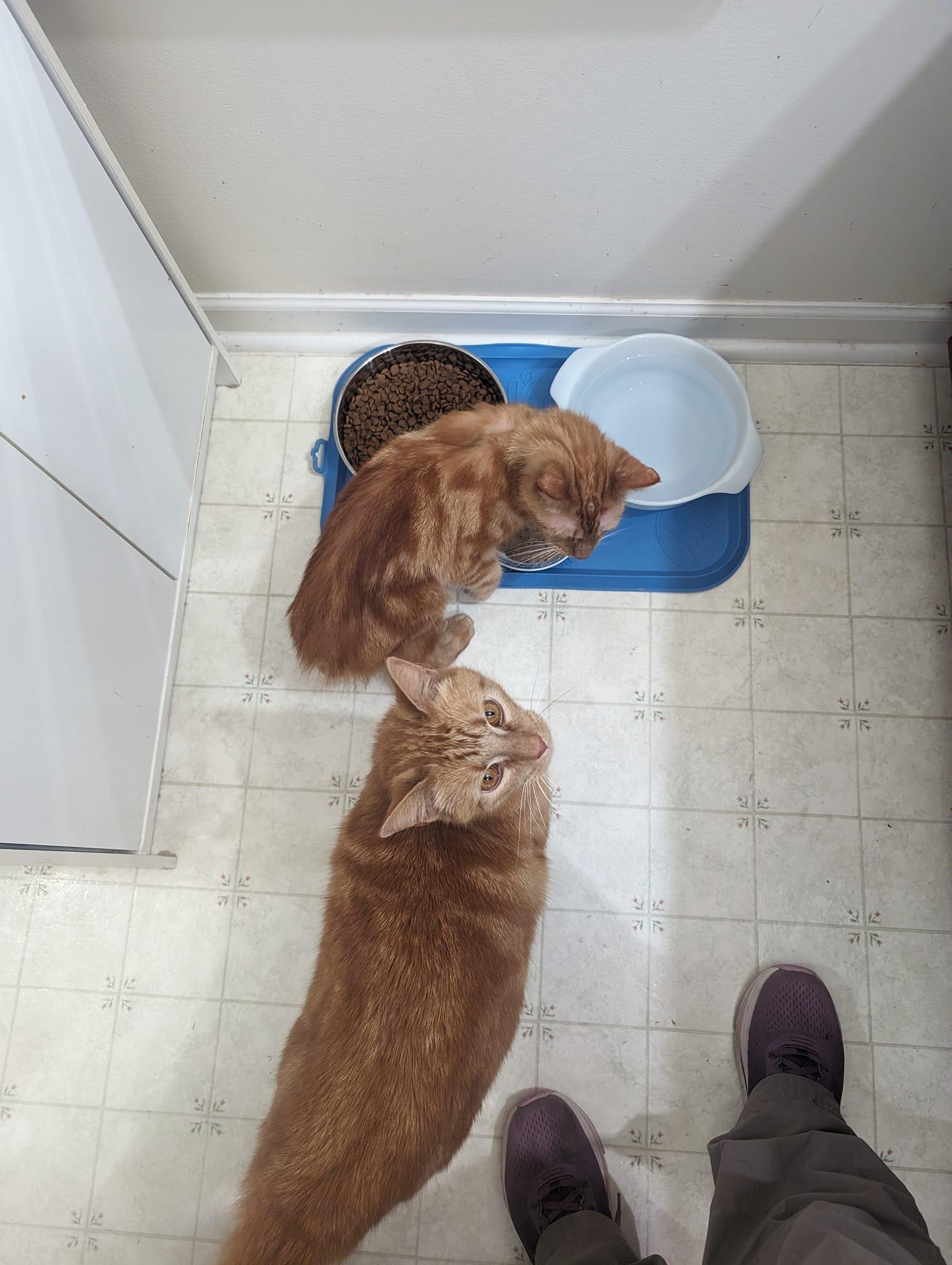 CALEB, Adopted, Adult Male Tabby.