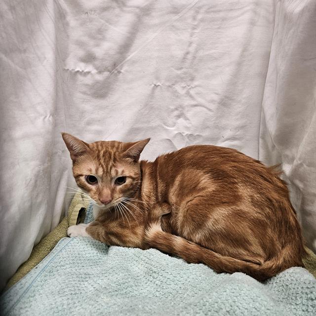 Enlarge A1256899, a Adoptable Domestic Short Hair in Winter Haven, FL image 1/1