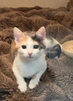 Peep, a ADOPTABLE mixed breed in Escondido, CA image 1/4