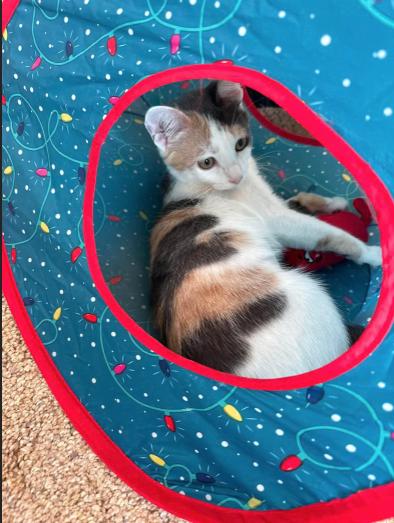 Peep, a ADOPTABLE mixed breed in Escondido, CA image 4/4