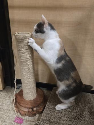 Peep, a ADOPTABLE mixed breed in Escondido, CA image 2/4