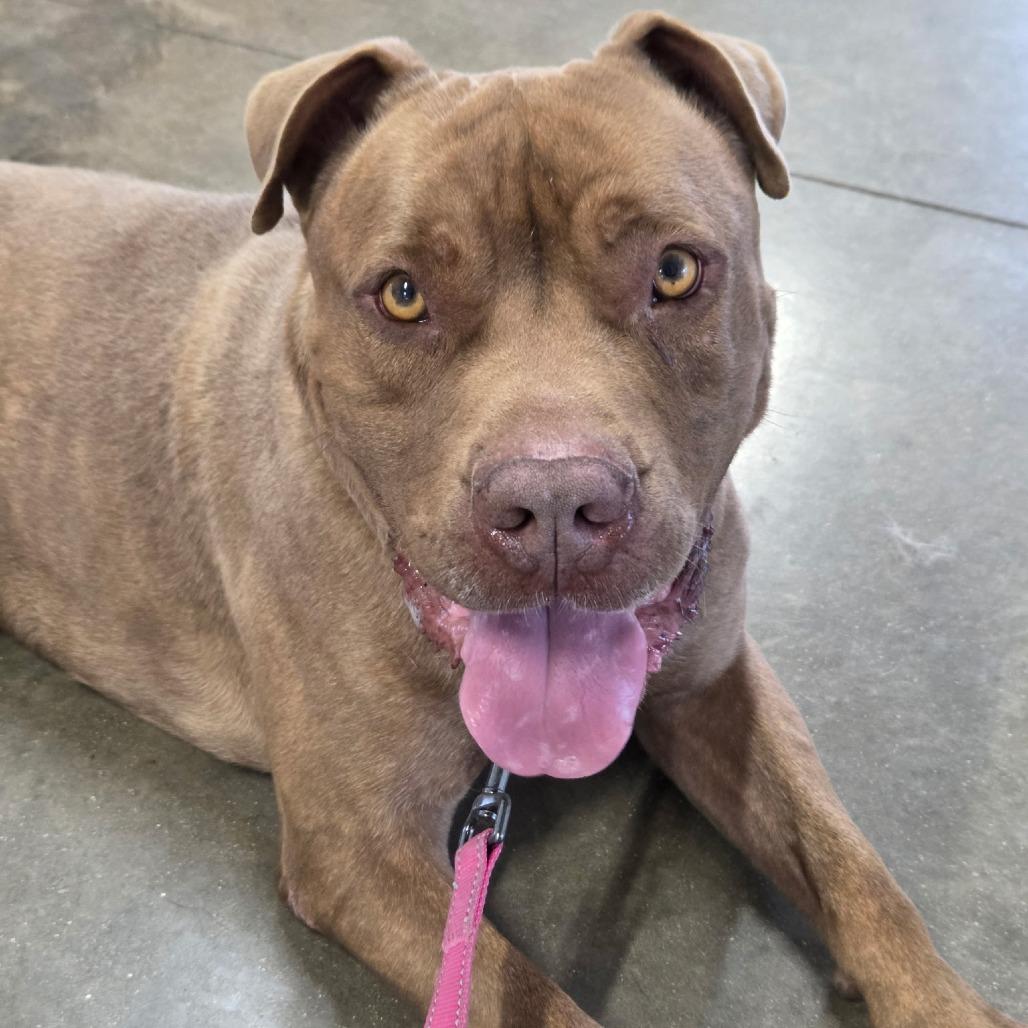 Enlarge Drake, a Adoptable mixed breed in Rock Falls, IL image 1/1