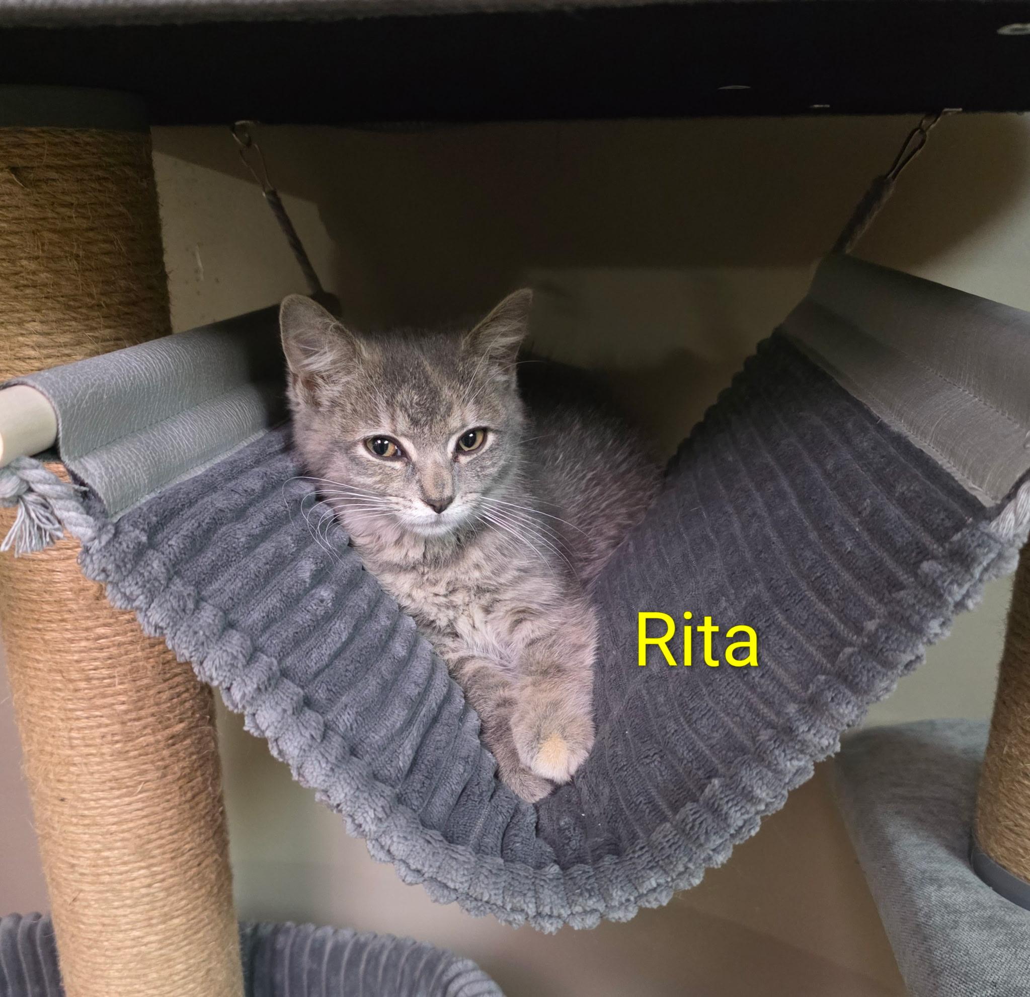 Enlarge Rita, a Adoptable Domestic Short Hair in Faribault, MN image 1/1