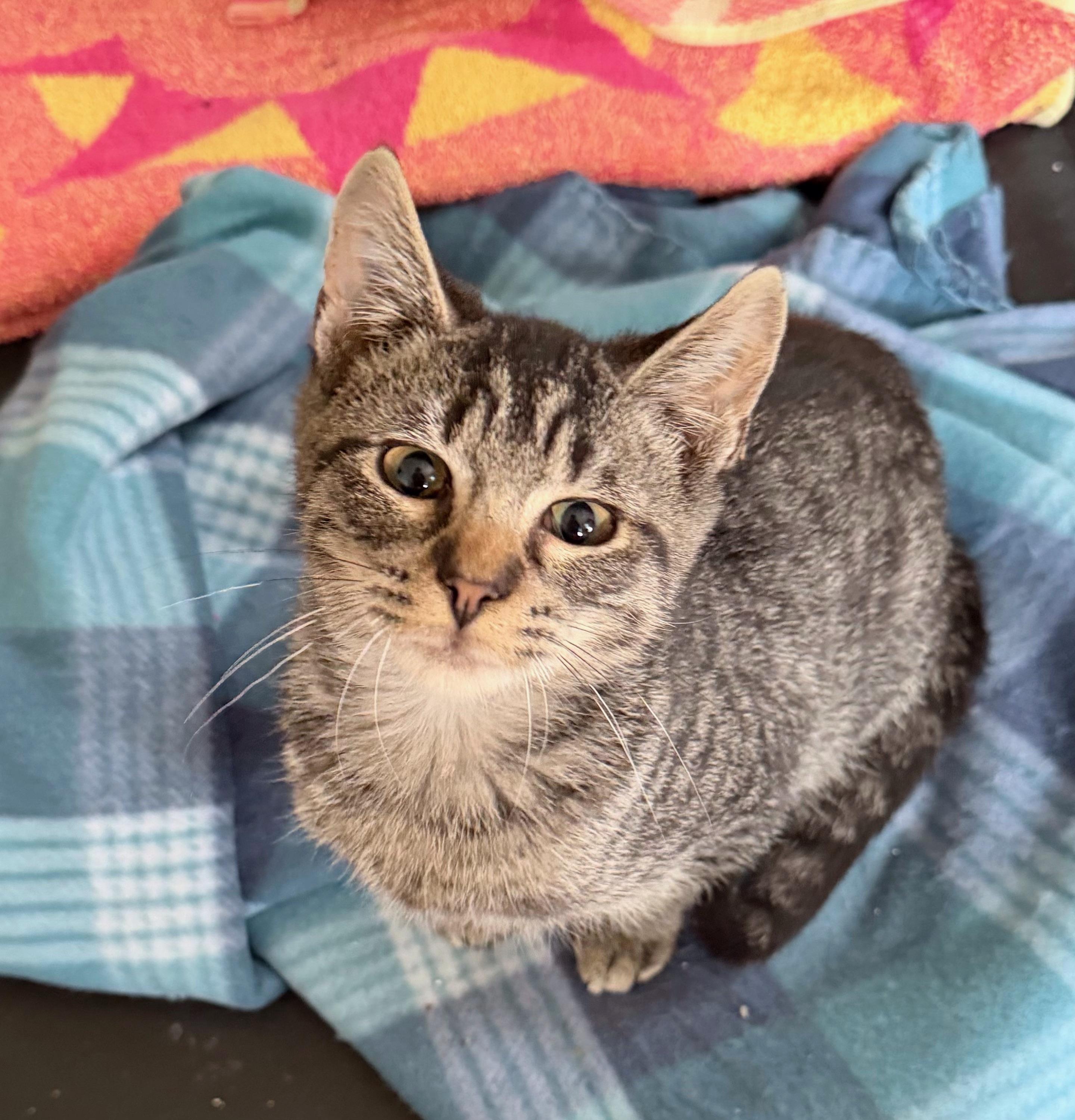 Enlarge Thor, a ADOPTABLE American Shorthair in Bennington, VT image 1/1
