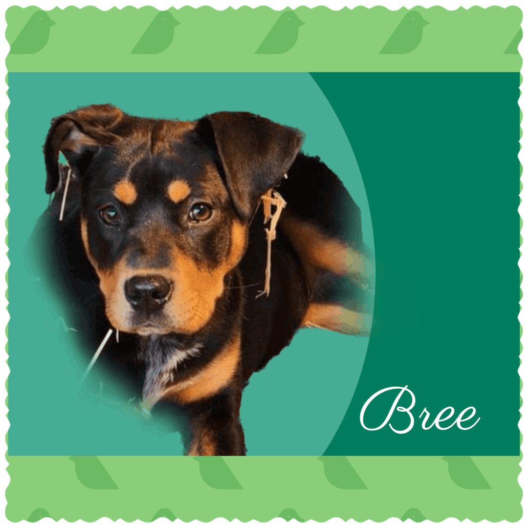 Bree, Adoptable, Adult Female Rottweiler.