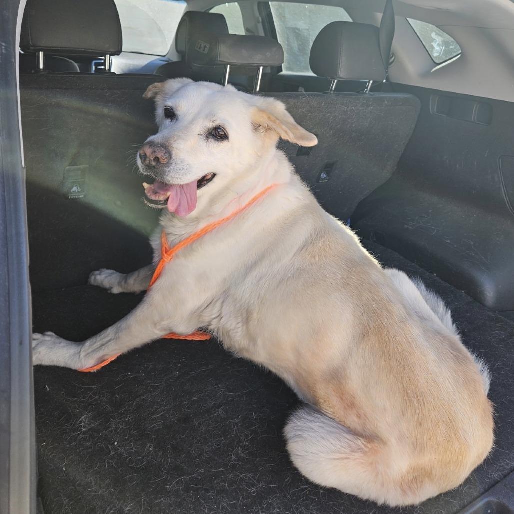 Brandy, Adoptable, Senior Female Labrador Retriever.