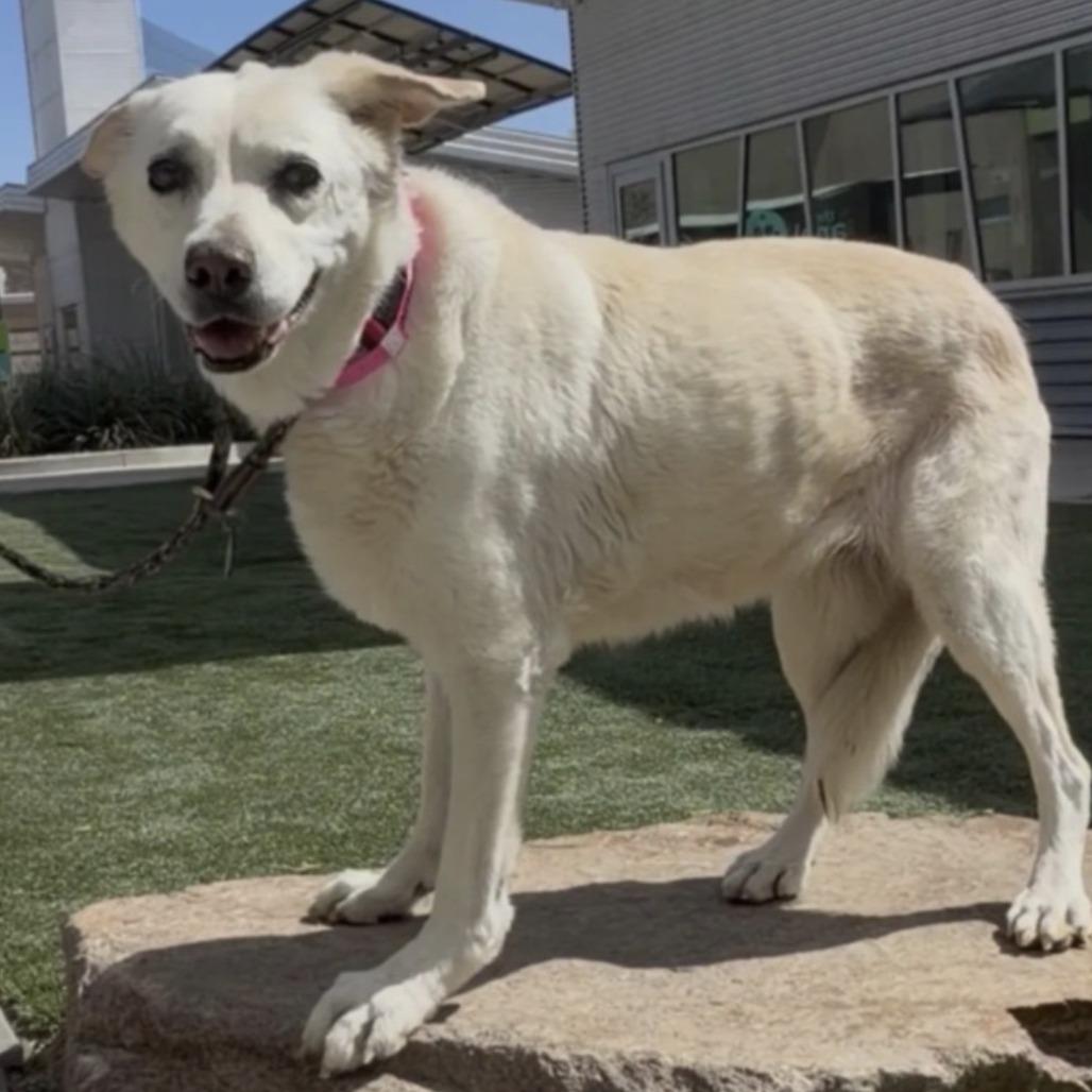 Enlarge Brandy, a Adoptable Labrador Retriever in Pahrump, NV image 2/2