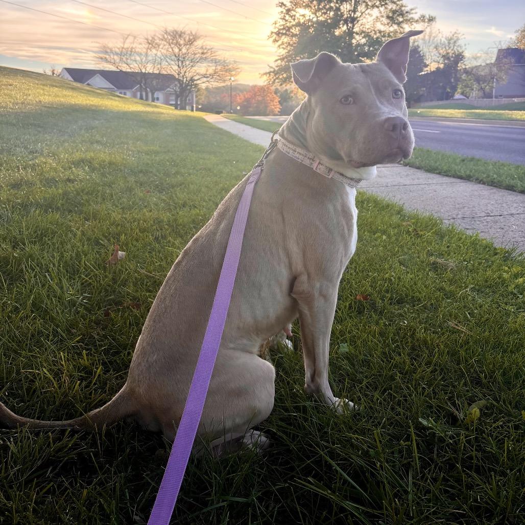 Enlarge Emerson, a Adoptable Pit Bull Terrier in Reisterstown, MD image 1/4