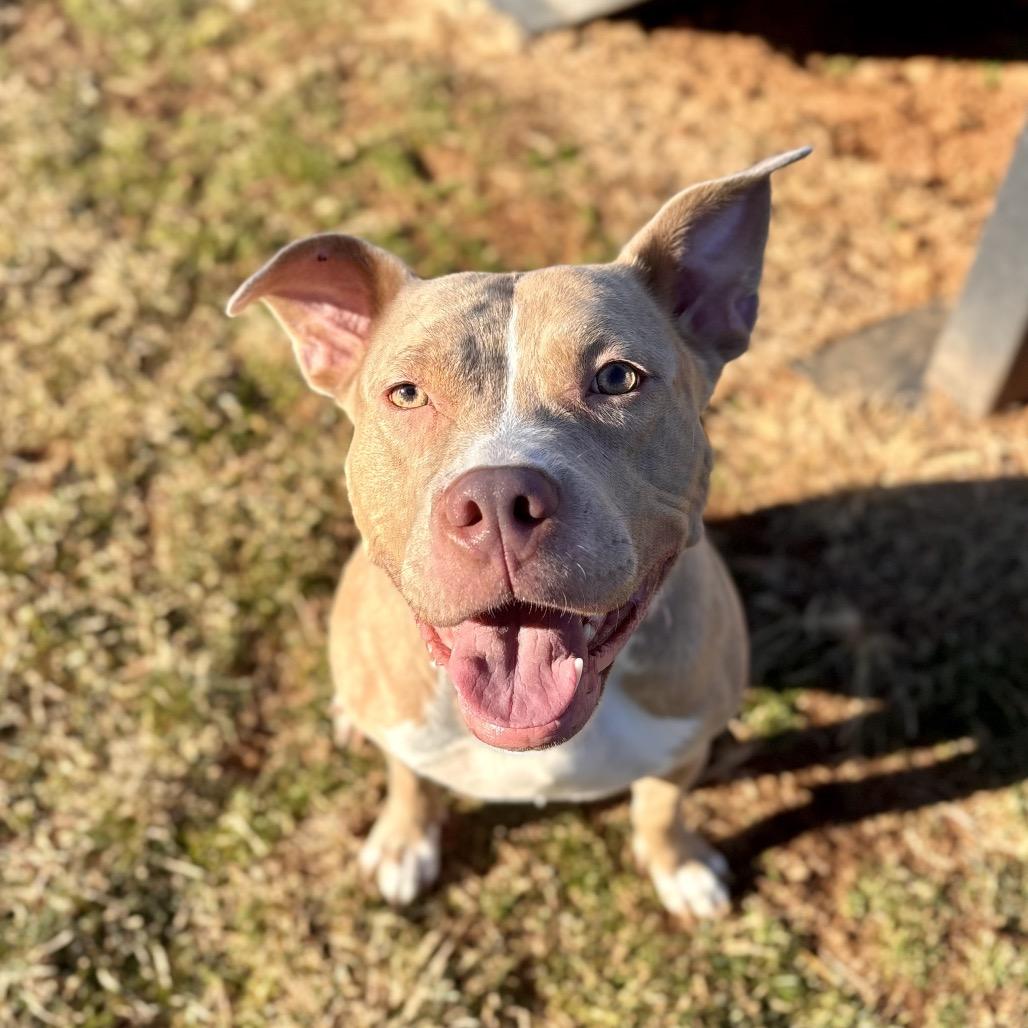 Enlarge Emerson, a Adoptable Pit Bull Terrier in Reisterstown, MD image 1/4