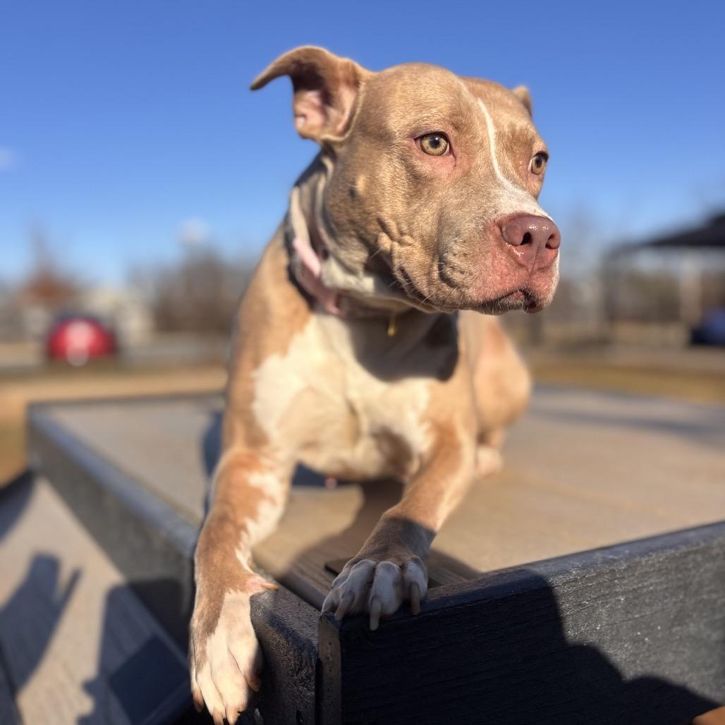 Enlarge Emerson, a Adoptable Pit Bull Terrier in Reisterstown, MD image 2/4
