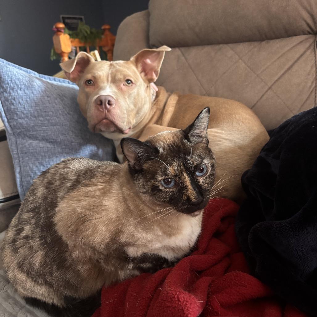 Enlarge Emerson, a Adoptable Pit Bull Terrier in Reisterstown, MD image 3/4