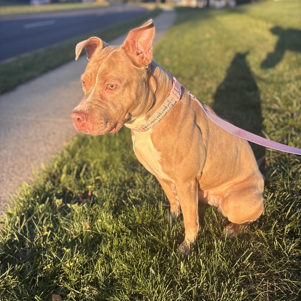 Enlarge Emerson, a Adoptable Pit Bull Terrier in Reisterstown, MD image 2/4
