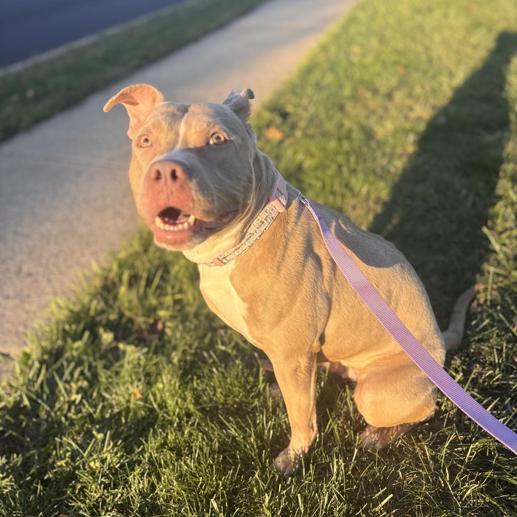 Enlarge Emerson, a Adoptable Pit Bull Terrier in Reisterstown, MD image 3/4