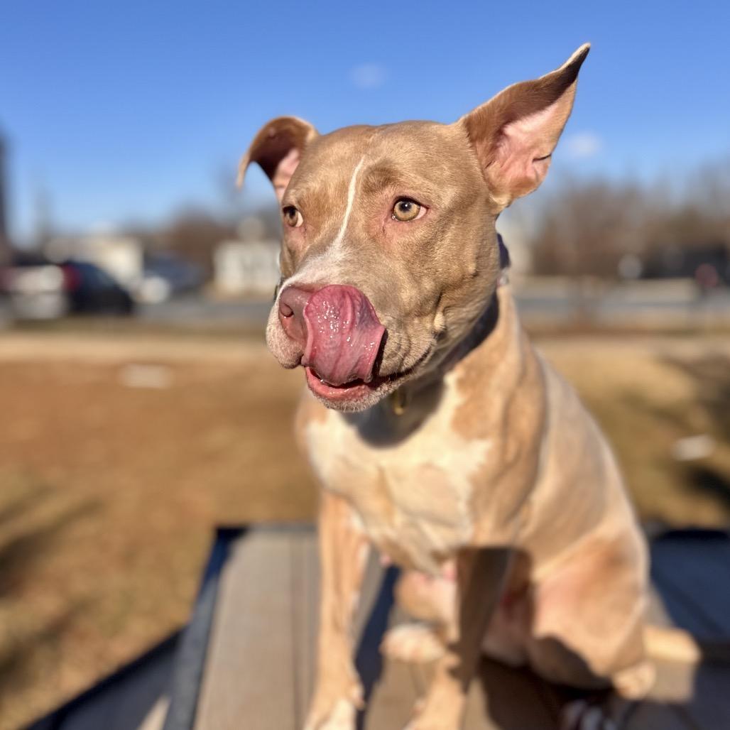 Enlarge Emerson, a Adoptable Pit Bull Terrier in Reisterstown, MD image 4/4