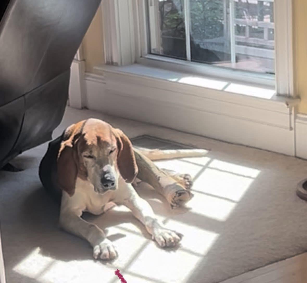 Meet Laney — The Brave Senior Tripod Hound Who’s Ready for Her Happy Ending