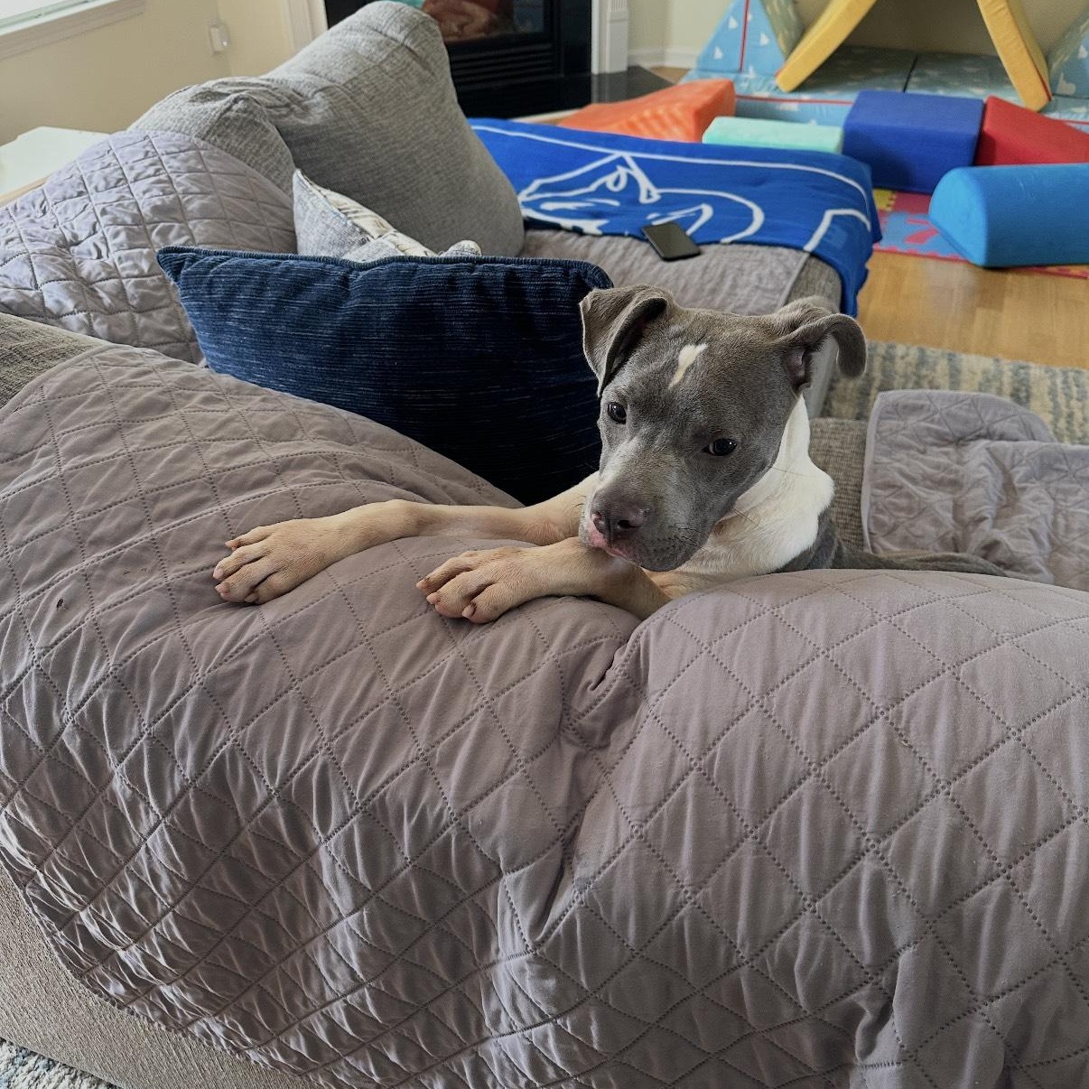 Loki, Adoptable, Young Male Pit Bull Terrier.
