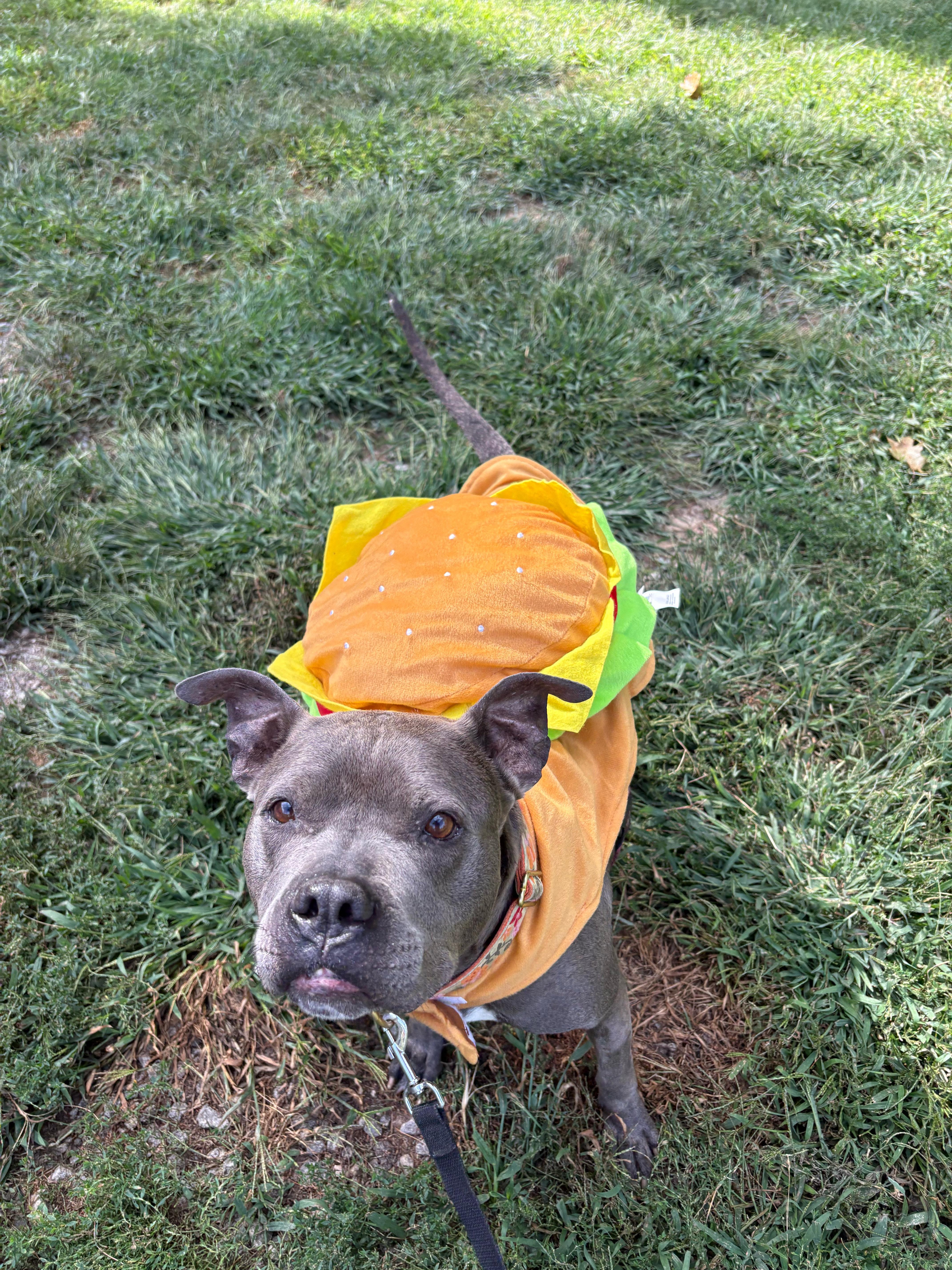 Enlarge Blue, a Adoptable mixed breed in New Boston, NH image 1/6