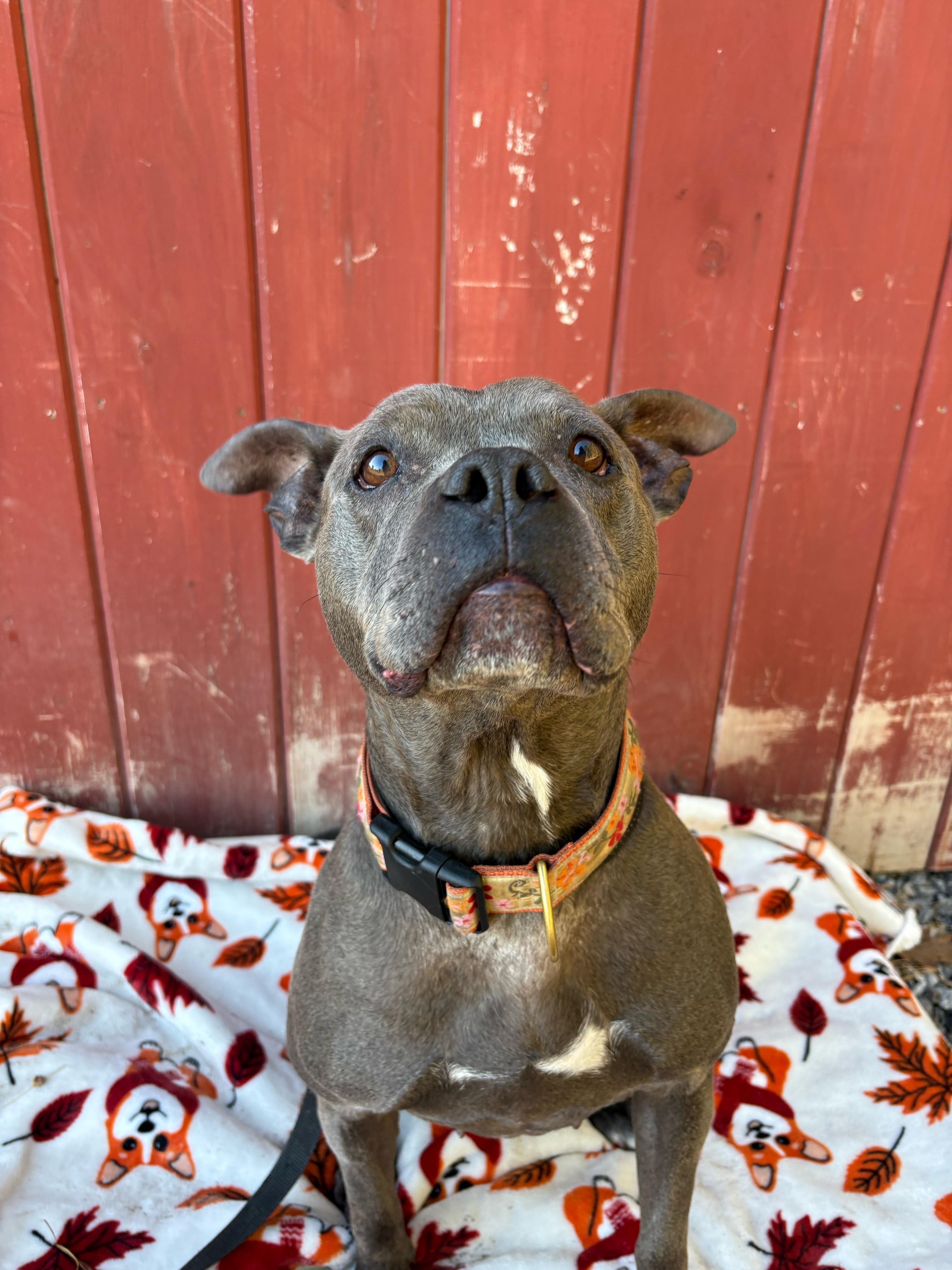 Enlarge Blue, a Adoptable mixed breed in New Boston, NH image 2/6