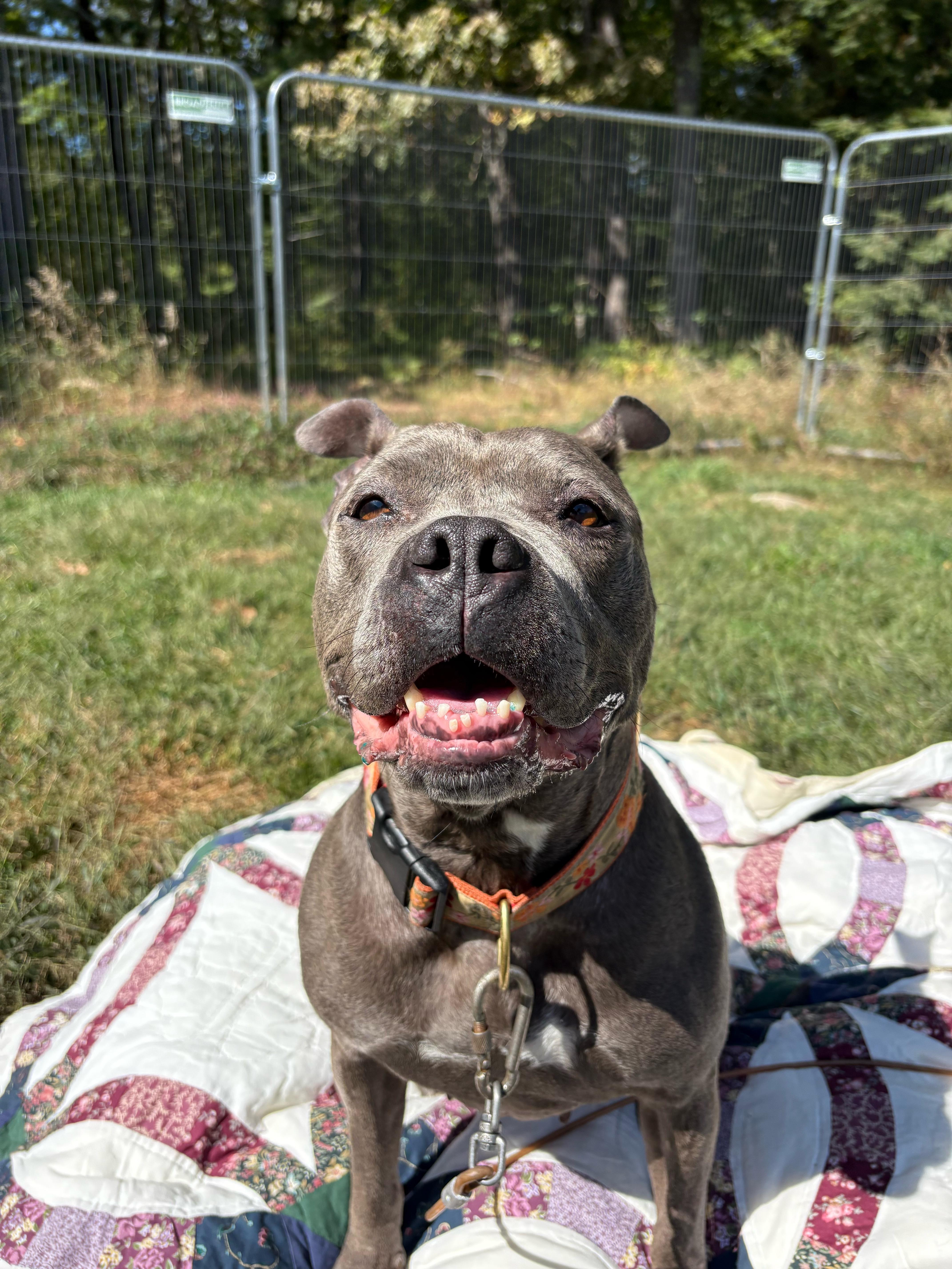 Enlarge Blue, a Adoptable mixed breed in New Boston, NH image 3/6