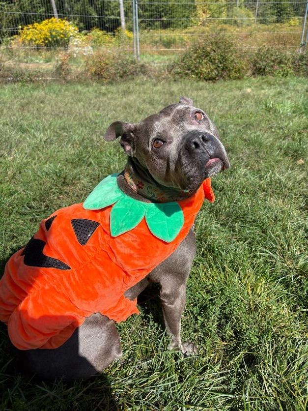 Enlarge Blue, a Adoptable mixed breed in New Boston, NH image 5/6