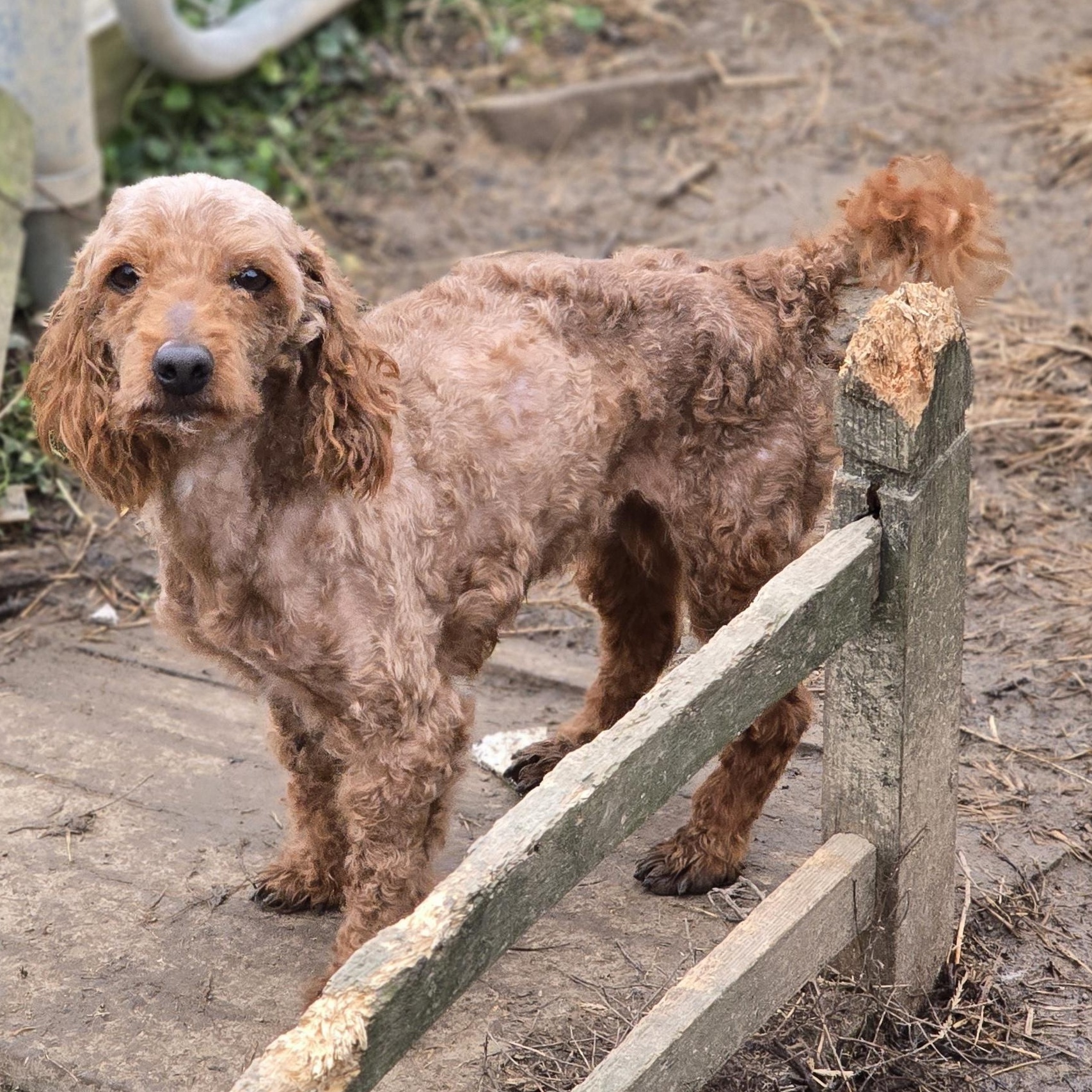 Enlarge Ace, a ADOPTABLE Poodle in Zaleski, OH image 1/1
