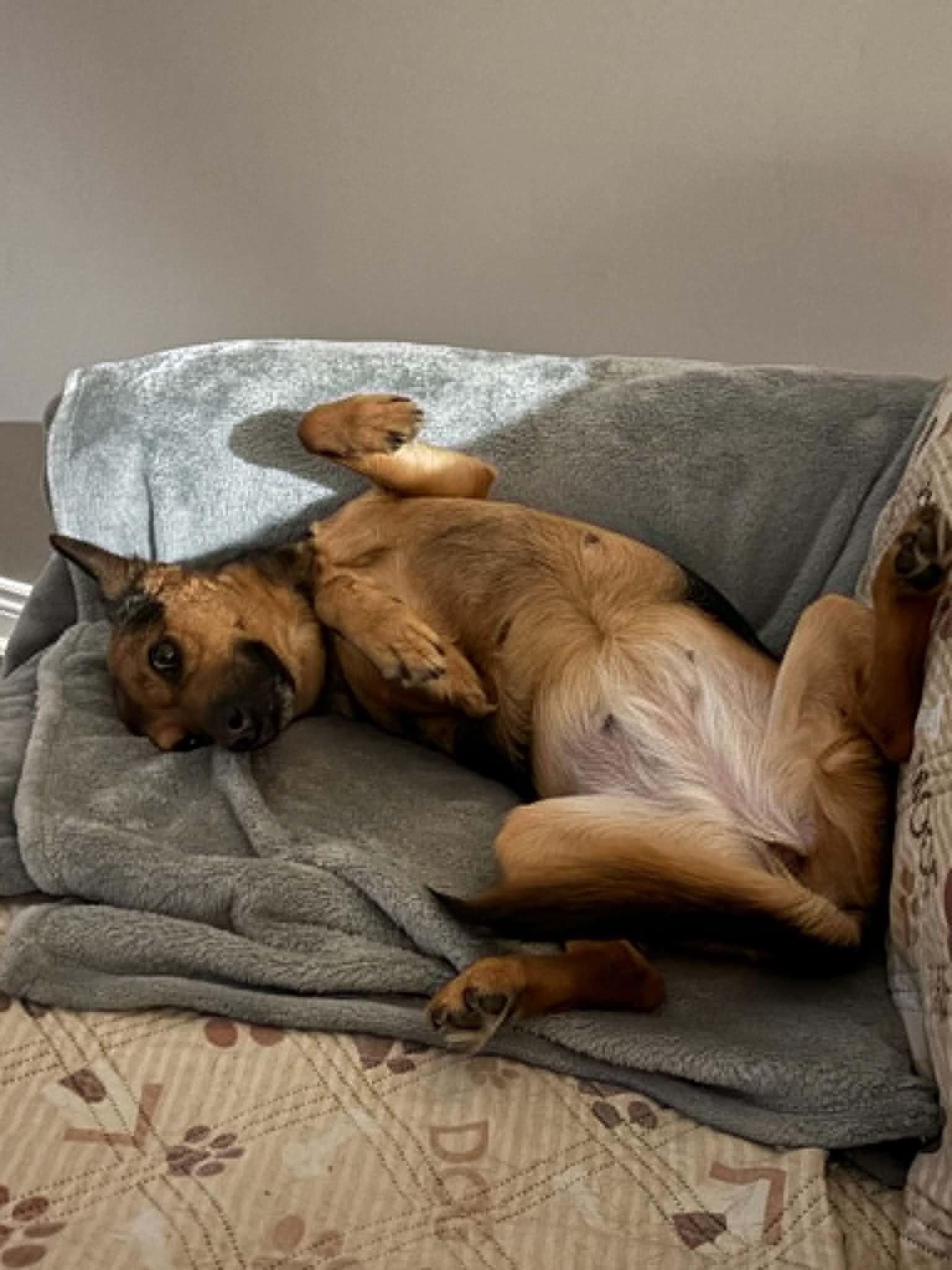 Jersey Girl, an adopted mixed breed in Hamilton, ON image 5/5