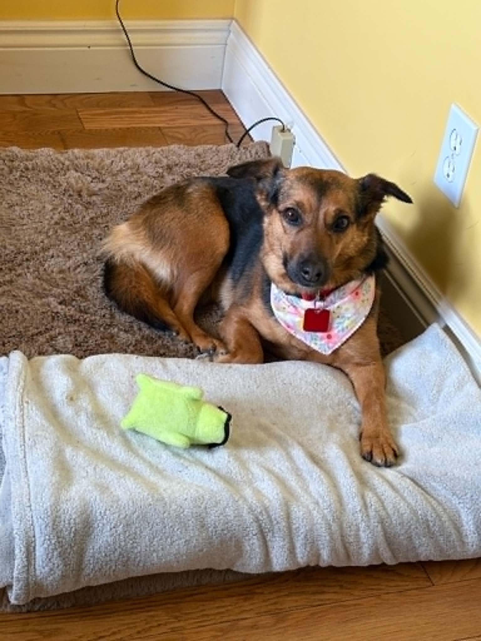Jersey Girl, an adopted mixed breed in Hamilton, ON image 4/5