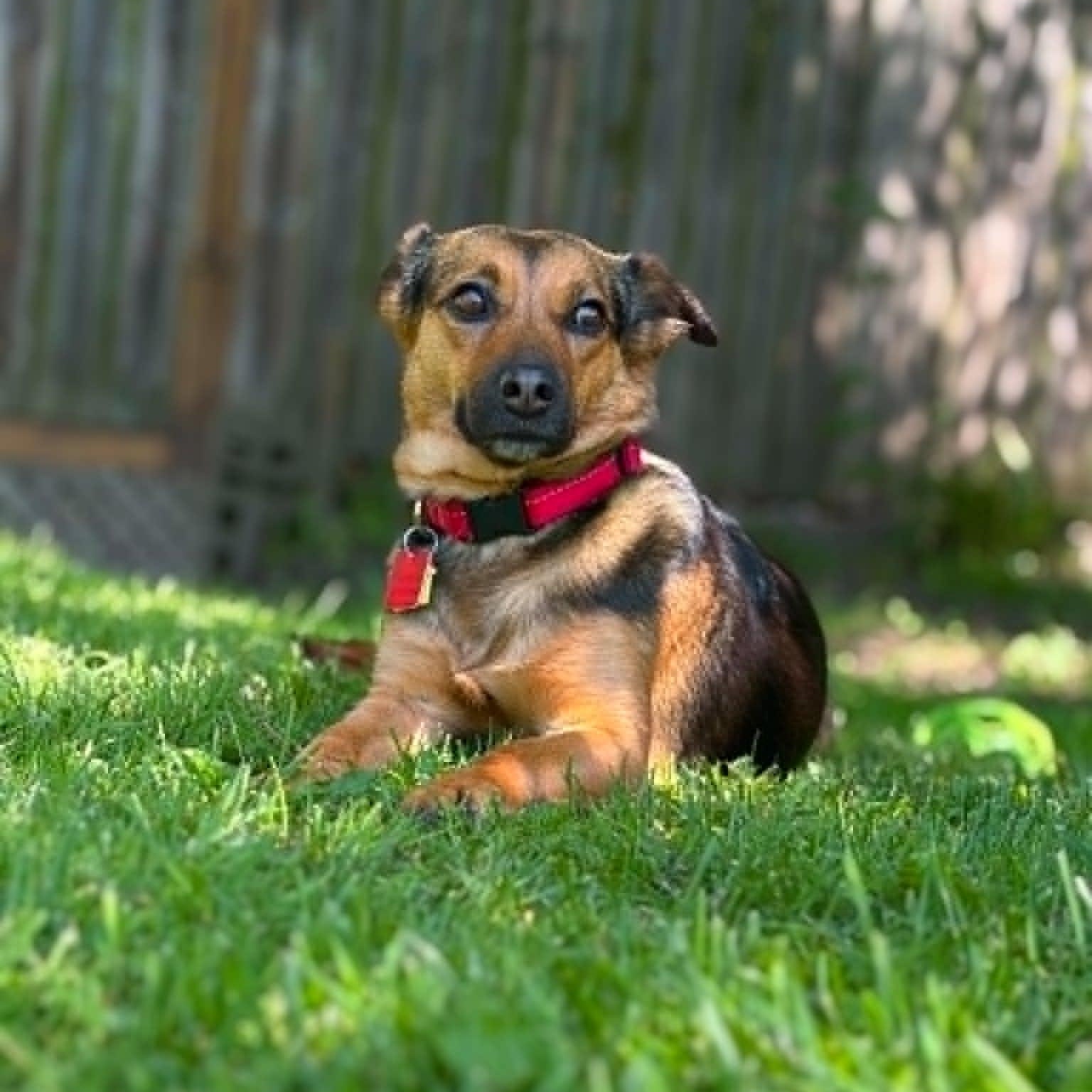 Jersey Girl, adopted, Young Female Jack Russell Terrier & Mixed Breed.