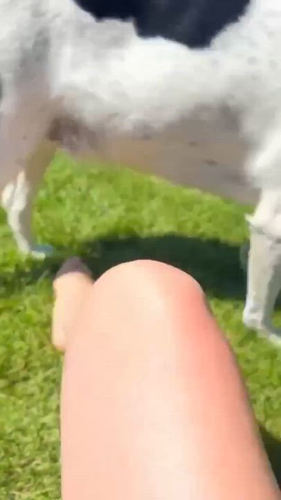 Enlarge Jersey Girl, an adopted mixed breed in Hamilton, ON video 3/5