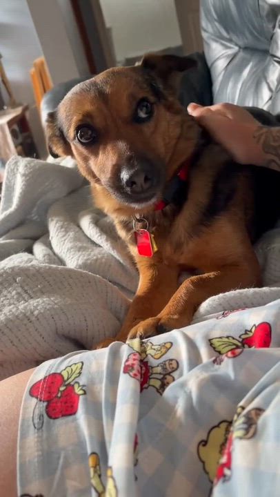 Enlarge Jersey Girl, an adopted mixed breed in Hamilton, ON video 2/5