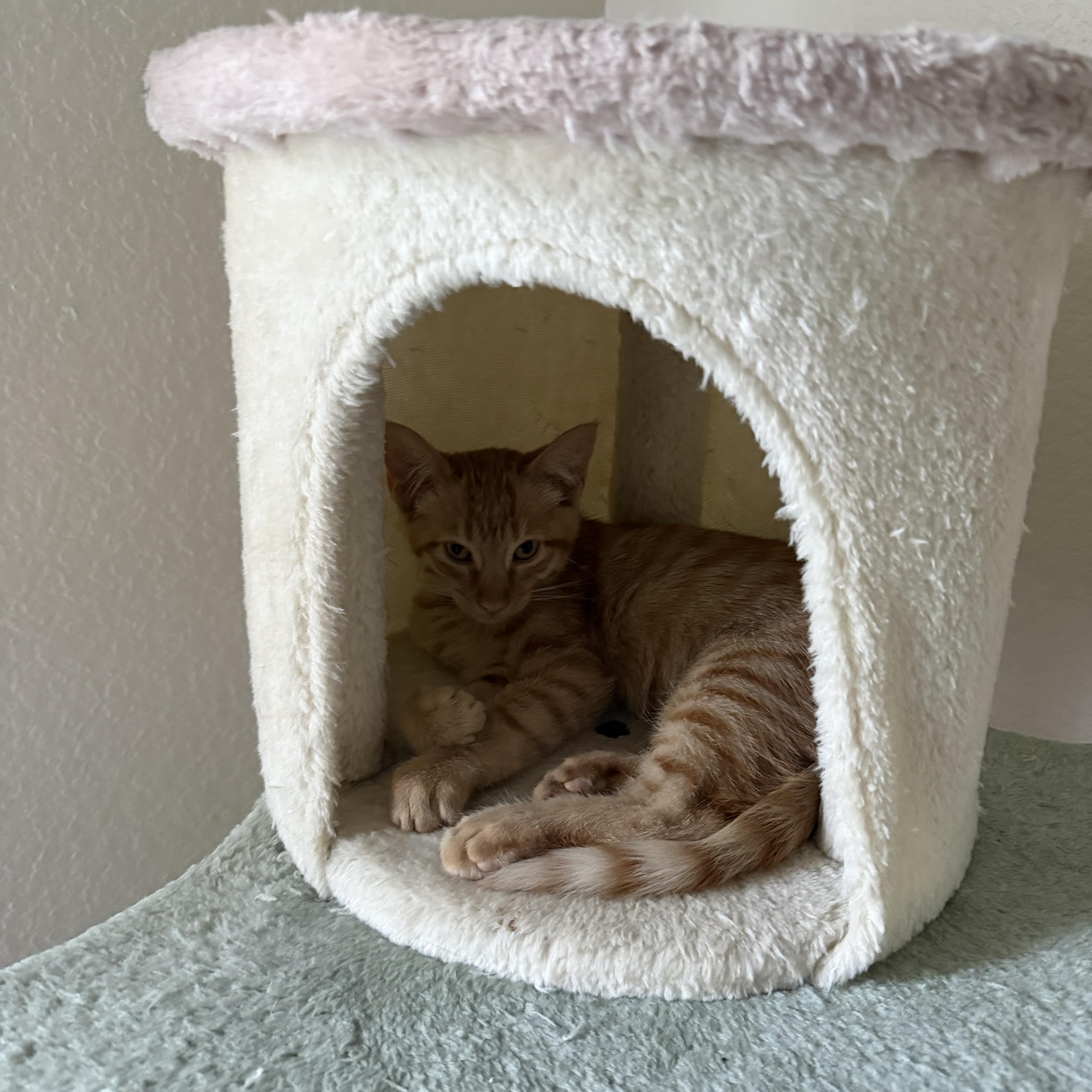 Enlarge Apollo, a Adopted Domestic Short Hair in Penryn, CA image 3/3