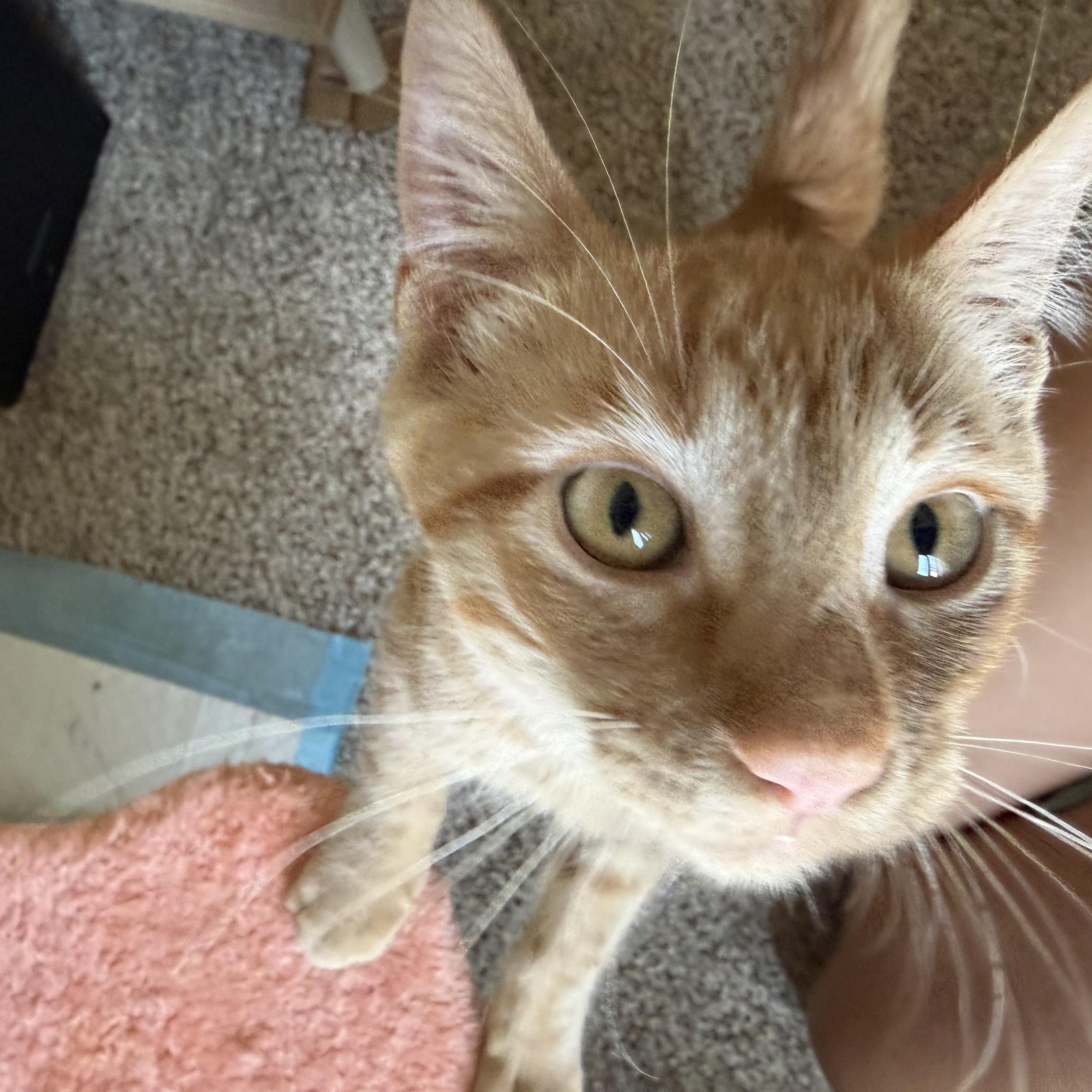 Enlarge Apollo, a Adopted Domestic Short Hair in Penryn, CA image 2/3