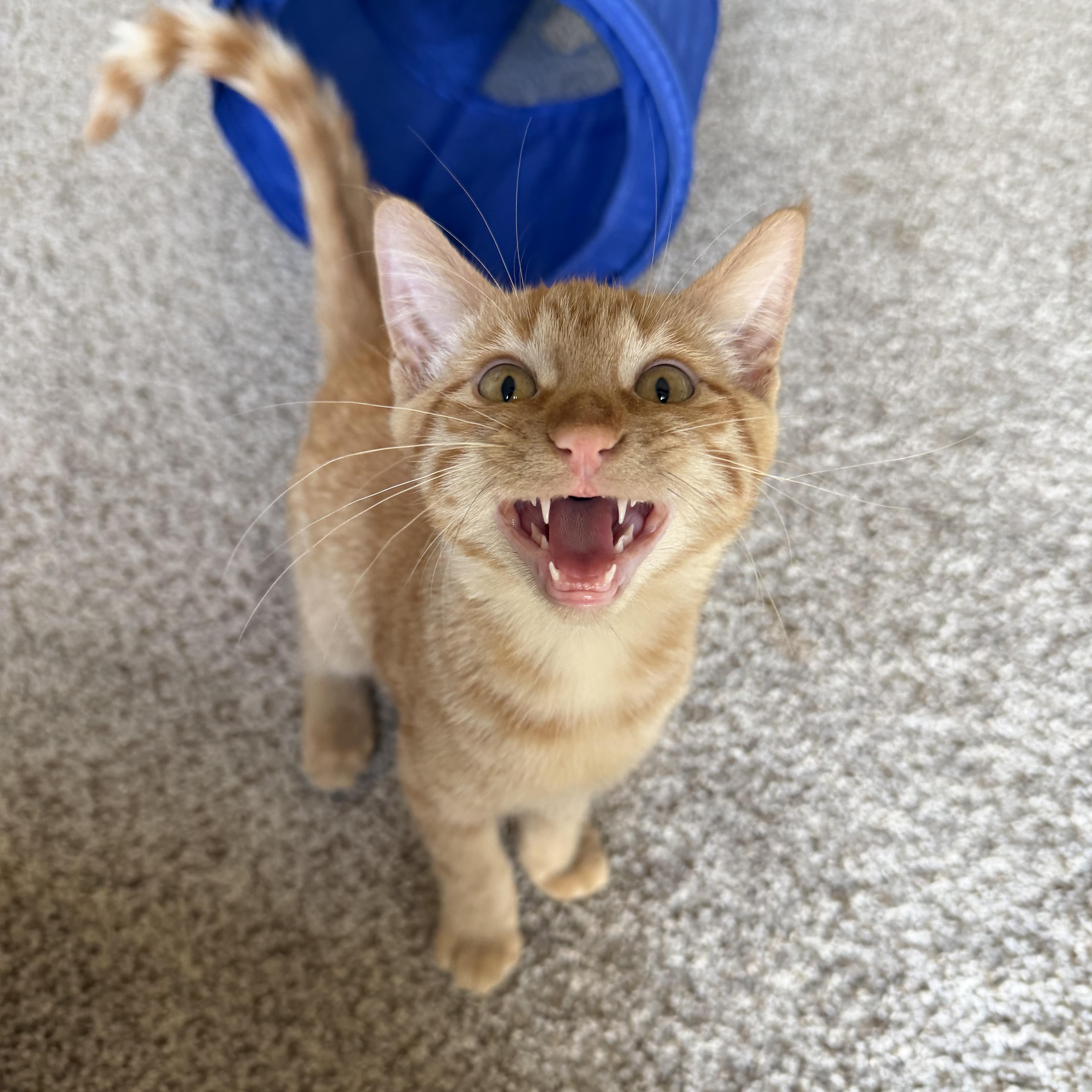 Apollo, ADOPTABLE, Kitten Male Domestic Short Hair.