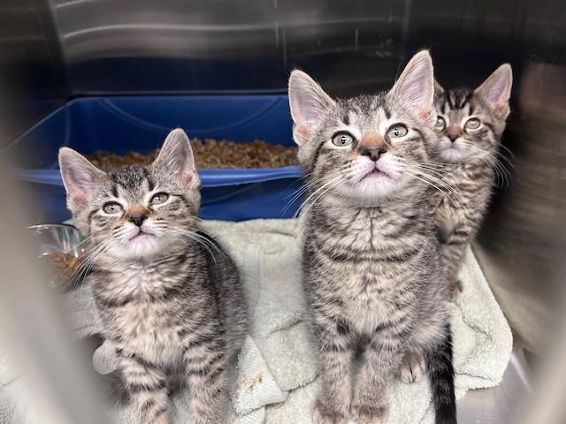 Enlarge August, a ADOPTABLE Domestic Short Hair in Cleveland, OH image 3/3