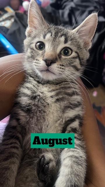 August, ADOPTABLE, Kitten Male Domestic Short Hair.