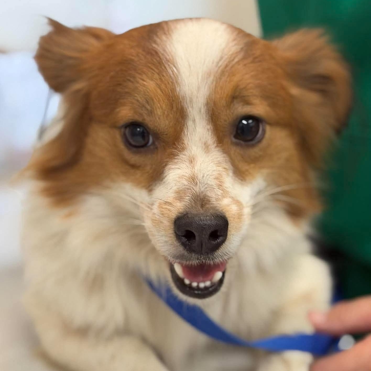 Gherkin, Adoptable, Young Male Pomeranian & Chihuahua.