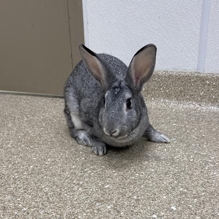 Thumper photo 3