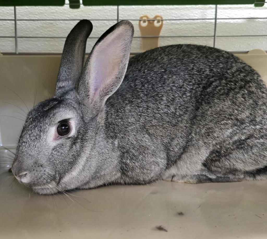 Thumper, Adult Female American