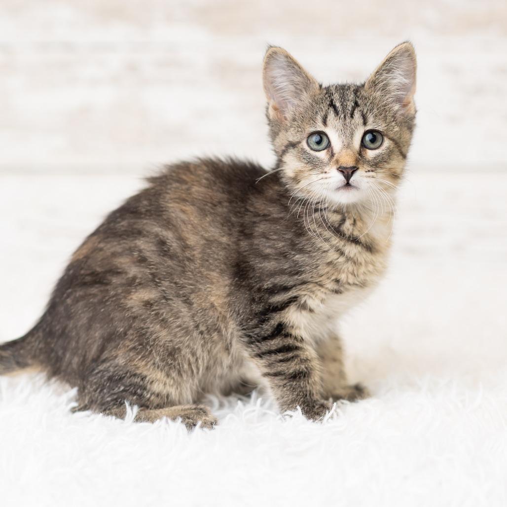 Pixi Stix, Adoptable, Kitten Female Domestic Short Hair.