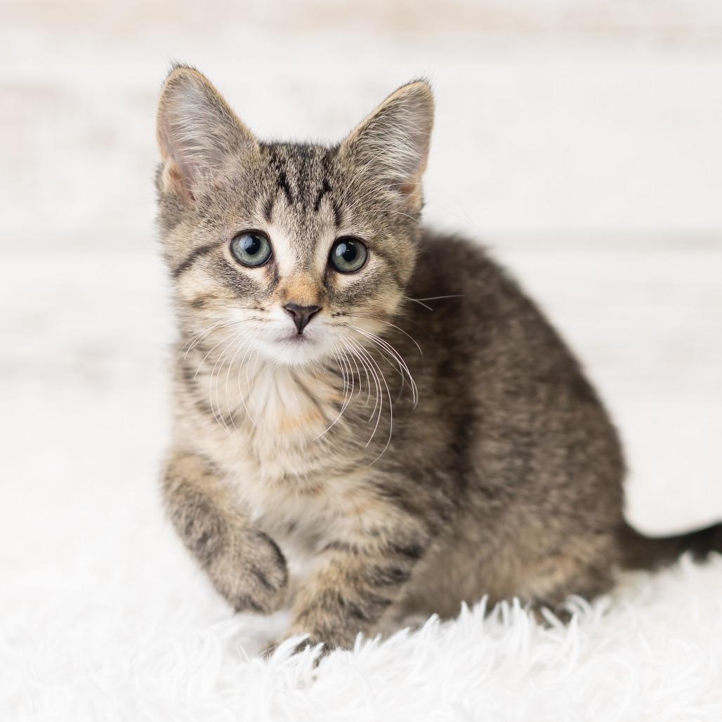 Pixi Stix, a Adoptable Domestic Short Hair in St. Paul, MN image 2/6