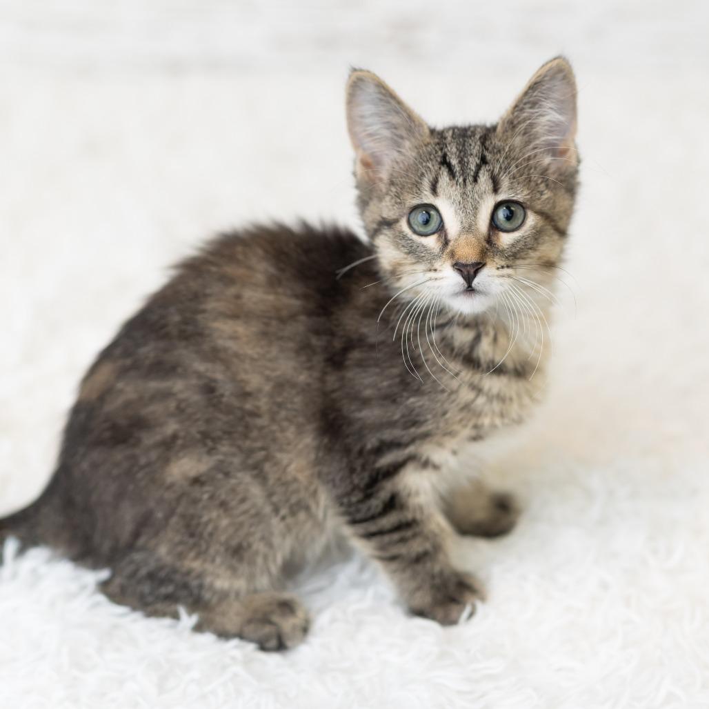 Pixi Stix, a Adoptable Domestic Short Hair in St. Paul, MN image 3/6