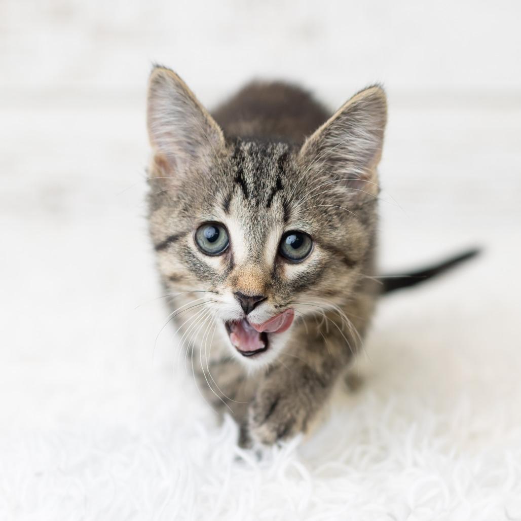 Pixi Stix, a Adoptable Domestic Short Hair in St. Paul, MN image 4/6