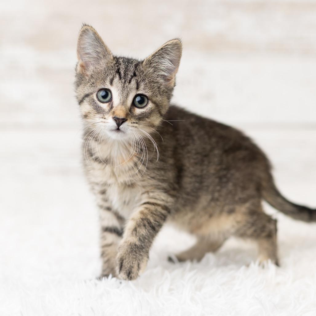 Pixi Stix, a Adoptable Domestic Short Hair in St. Paul, MN image 5/6